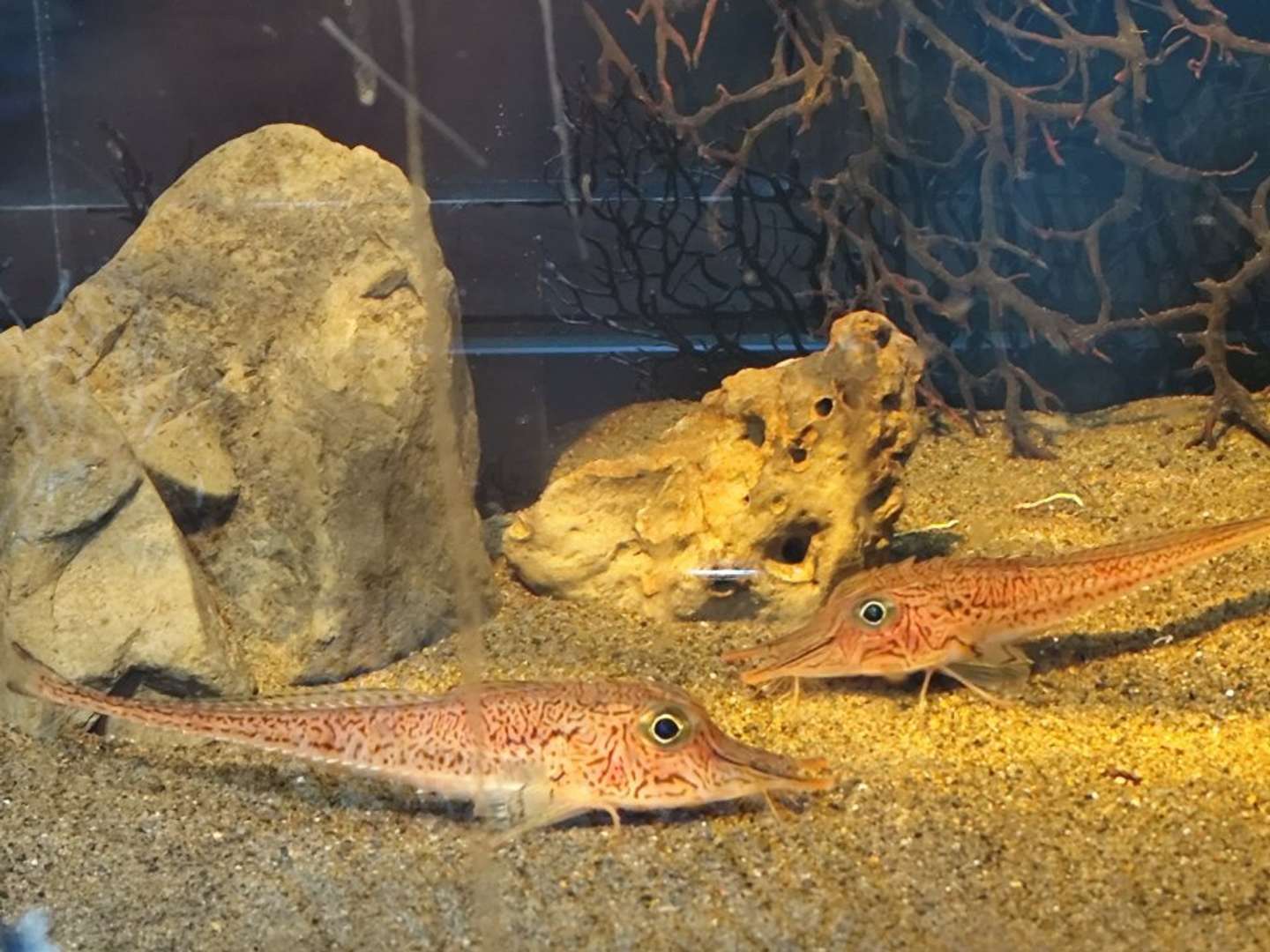 キホウボウ（写真はPhotoAC）