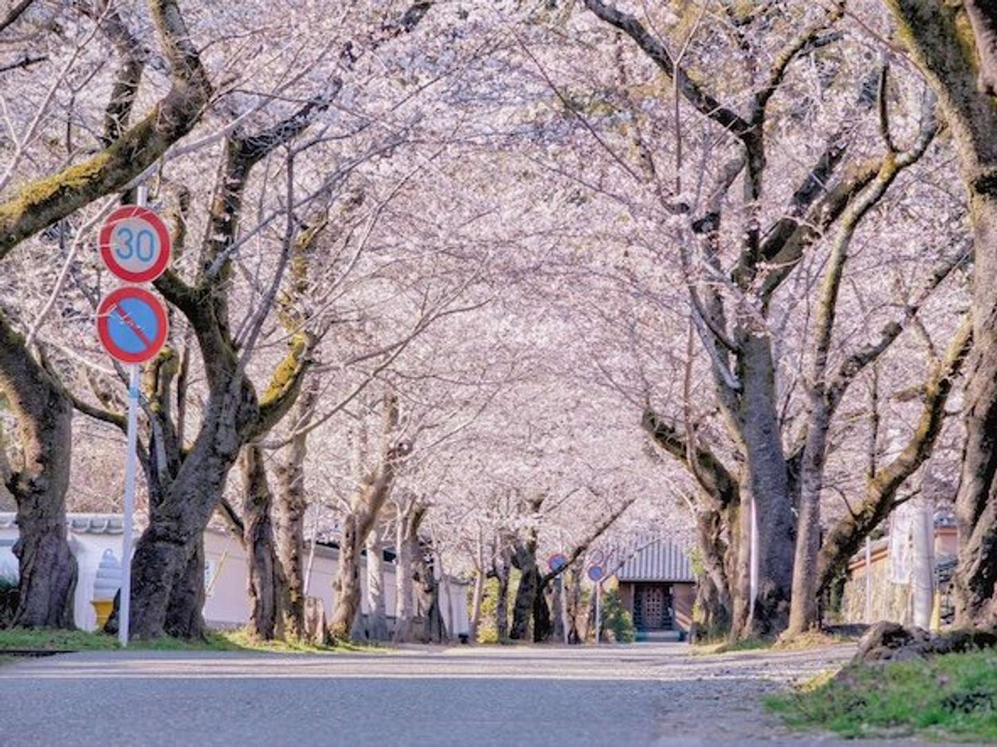 城下町の桜トンネル、春の絶景を求めて