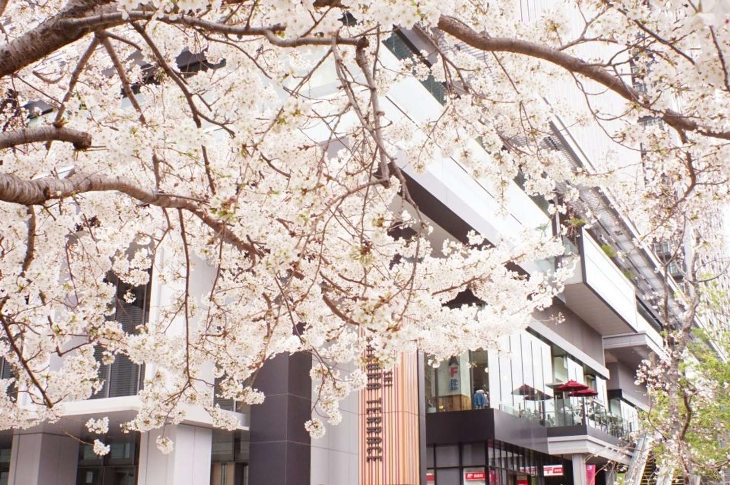 名前のとおり桜が存分に味わえるスポット「飯田橋サクラテラス」（画像はphotoACより)