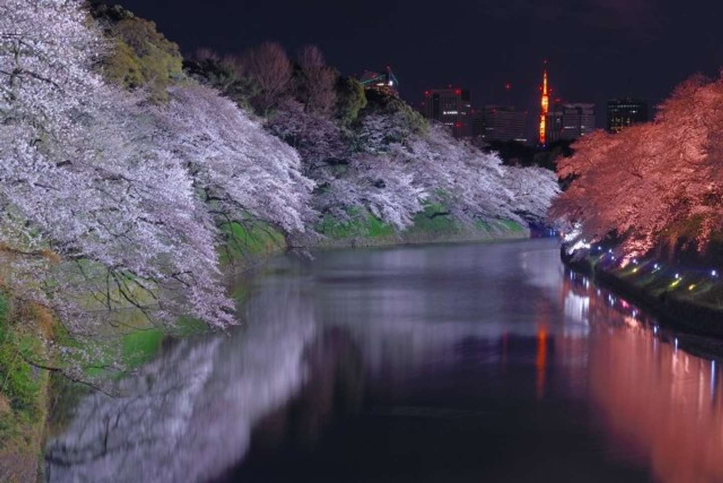 日没から午後9時までは「千鳥ヶ淵緑道」の夜桜ライトアップ実施中（写真はphotoACより）