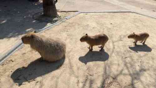 キレイに並ぶ〝三段階進化カピバラ〟に3.6万人もん絶　「かわいい」「カピバラ、カピバ、カピ」