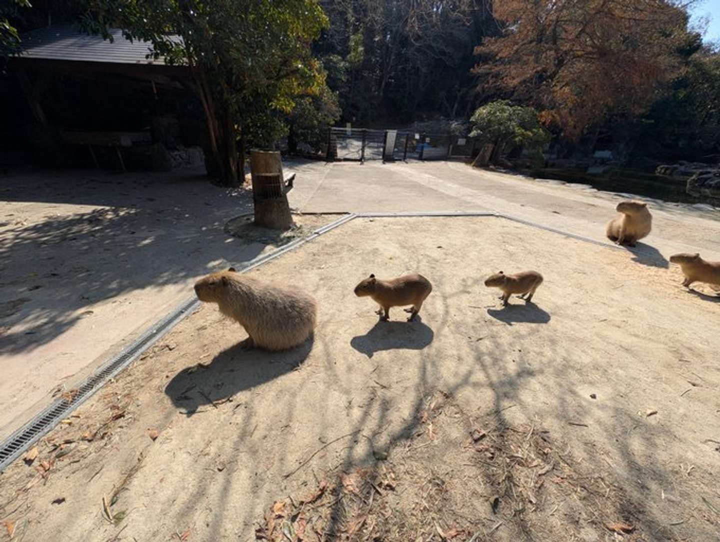 コッチ（＠capipiro）さんの投稿より、再掲