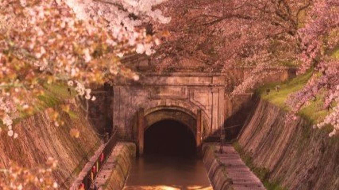 新国宝〟琵琶湖疎水の桜並木に、幻想絶景「観月舞台」も 滋賀・大津で