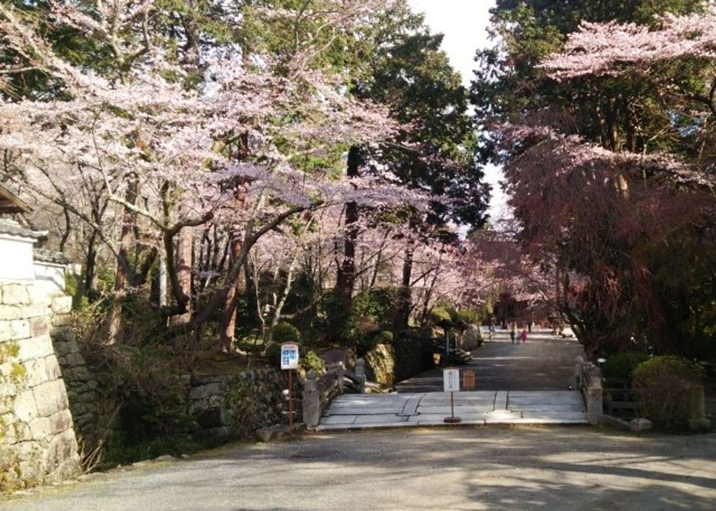 三井寺の桜も必見（画像はphotoACより）