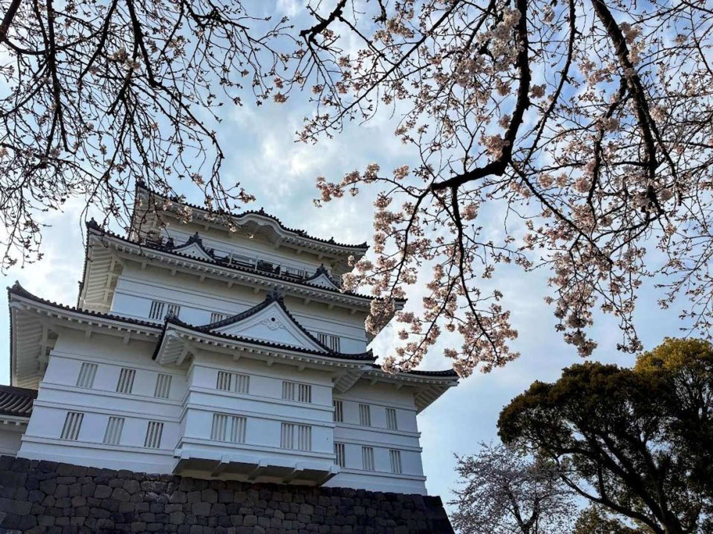 天守閣×桜はやっぱり強い