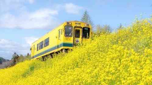 「もう一度みたい」「復活してください」　運休中「いすみ鉄道」の〝春の思い出〟に懐かしむ声