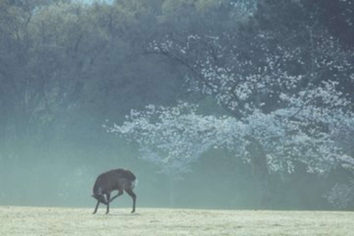 「飛火野」で撮影（画像はしかC＠igufotoさんの投稿より）