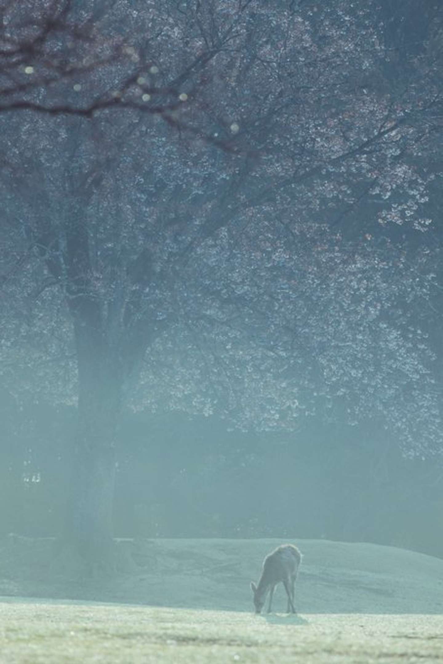 もやを見計らって撮影へ（画像はしかC＠igufotoさんの投稿より）