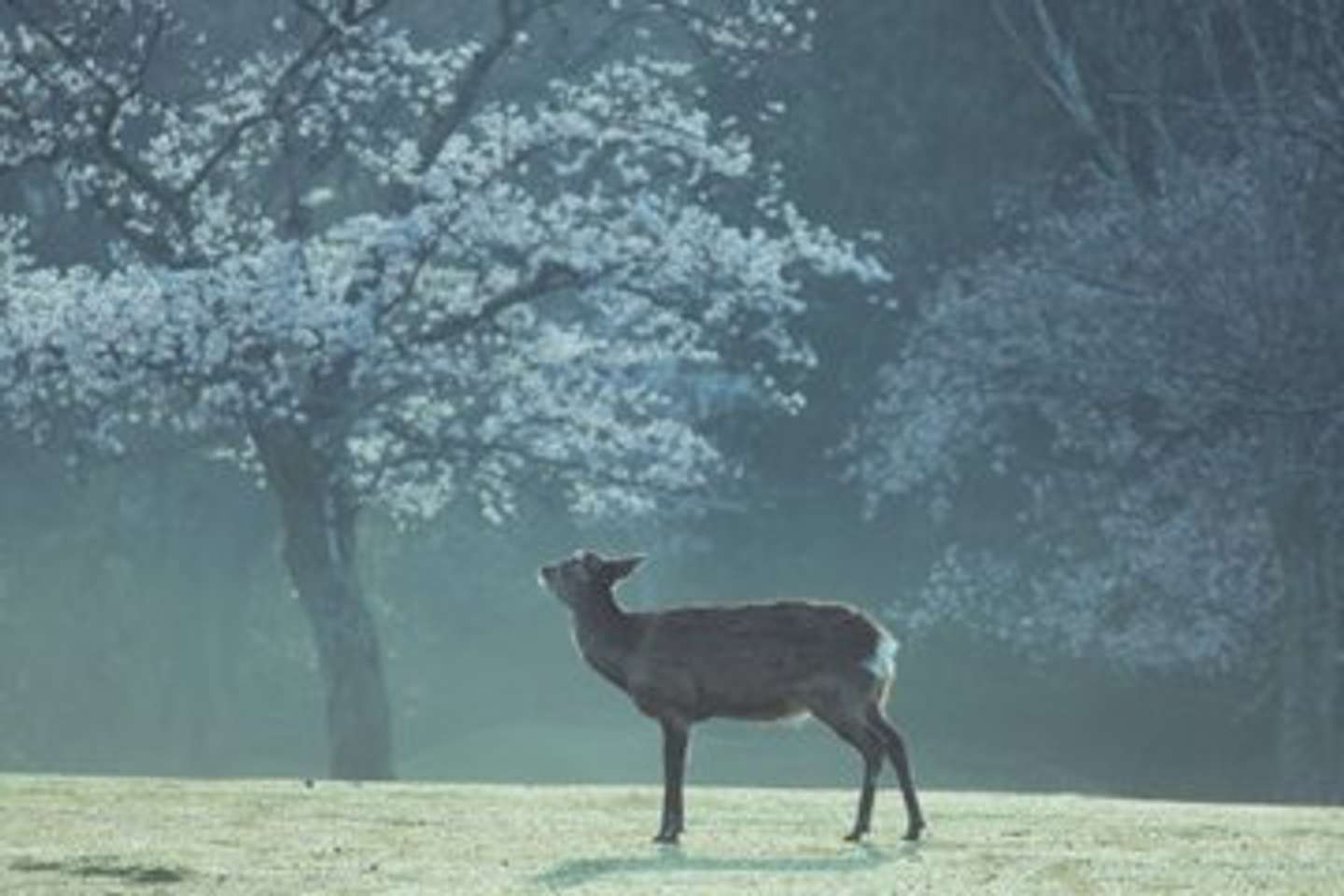 画像はしかC＠igufotoさんの投稿より