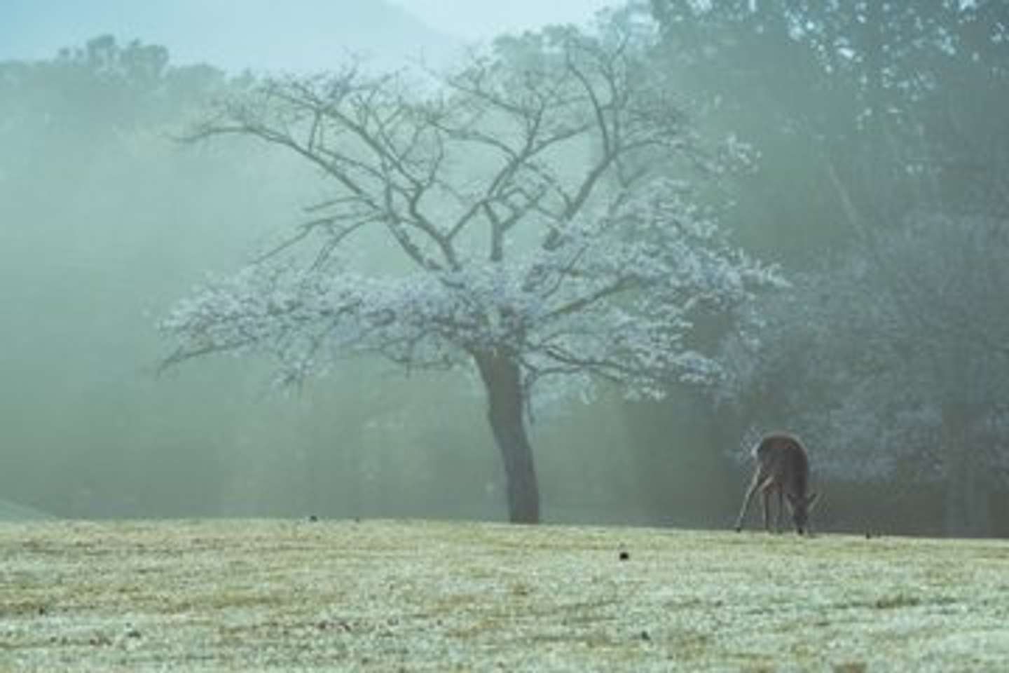 画像はしかC＠igufotoさんの投稿より