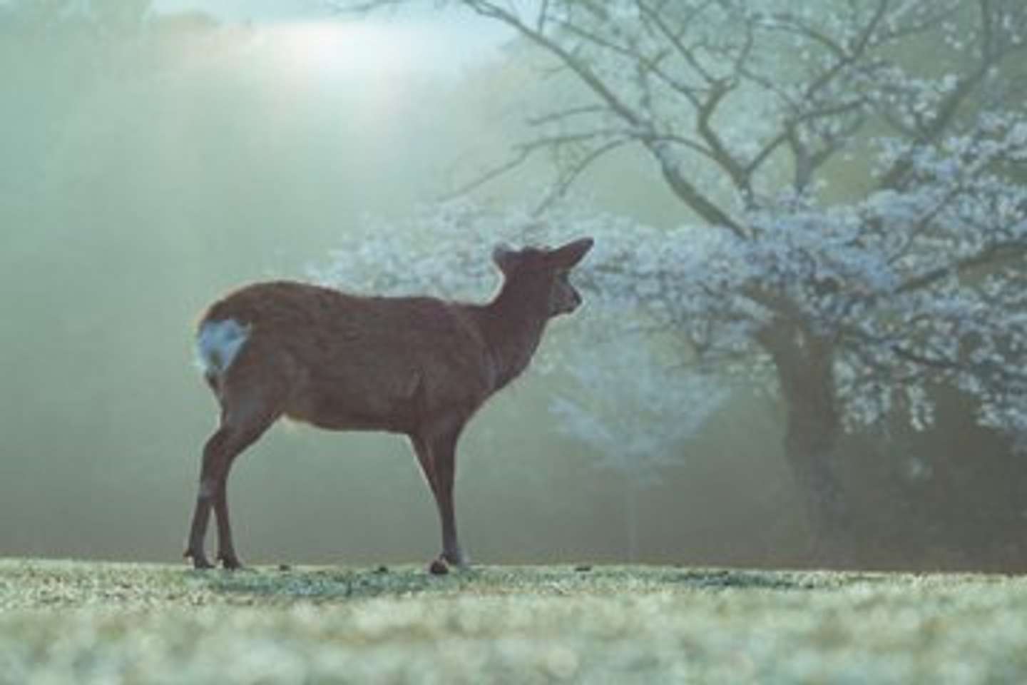 画像はしかC＠igufotoさんの投稿より