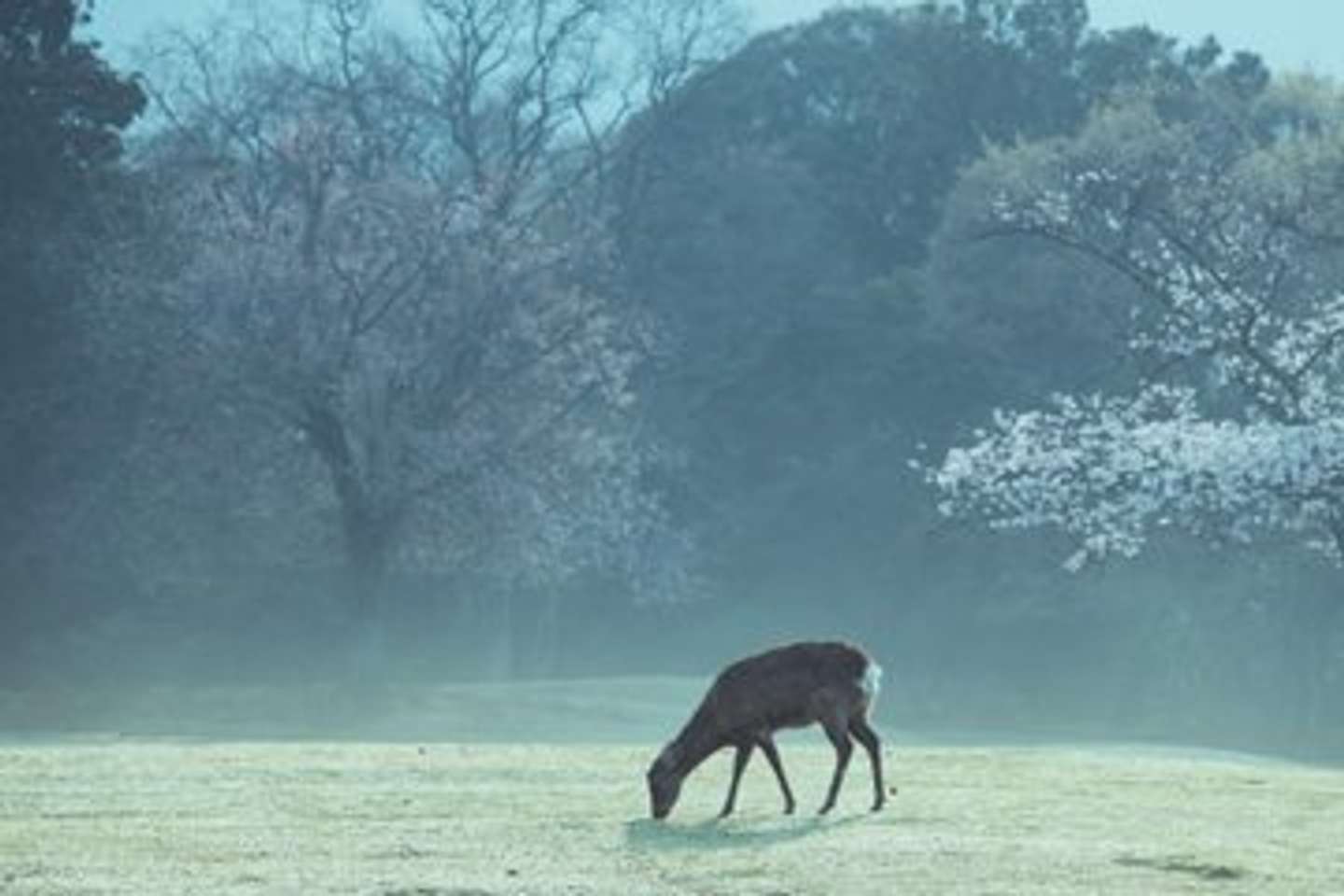 画像はしかC＠igufotoさんの投稿より