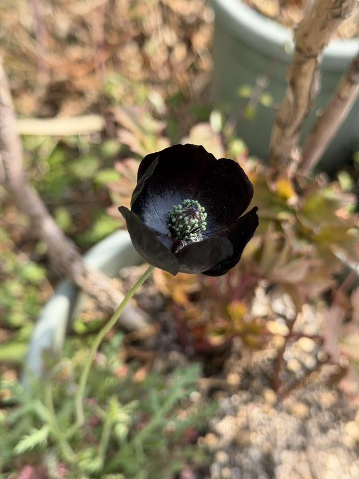 土屋仁応（＠Yoshimasa_Tsu）さんの投稿より