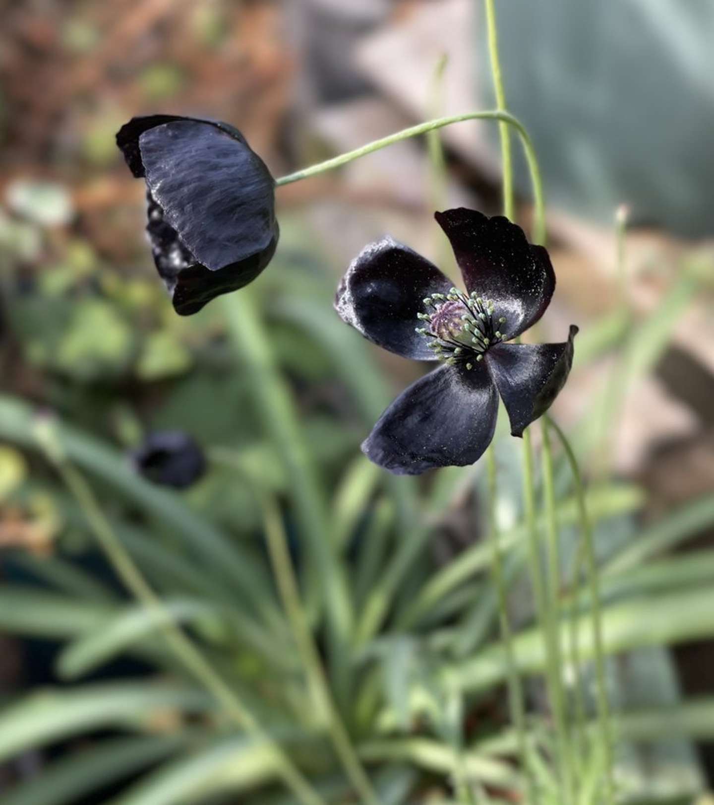 土屋仁応（＠Yoshimasa_Tsu）さんの1年前の投稿より