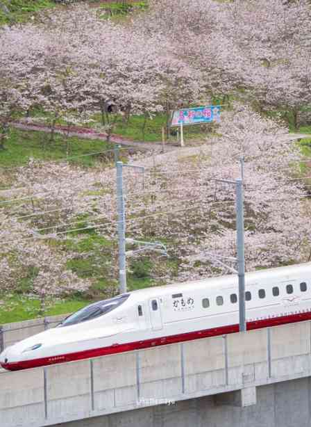 桜との共演時間は、たった5秒　西九州新幹線「かもめ」を迎える〝地元からのおもてなし〟が美しい