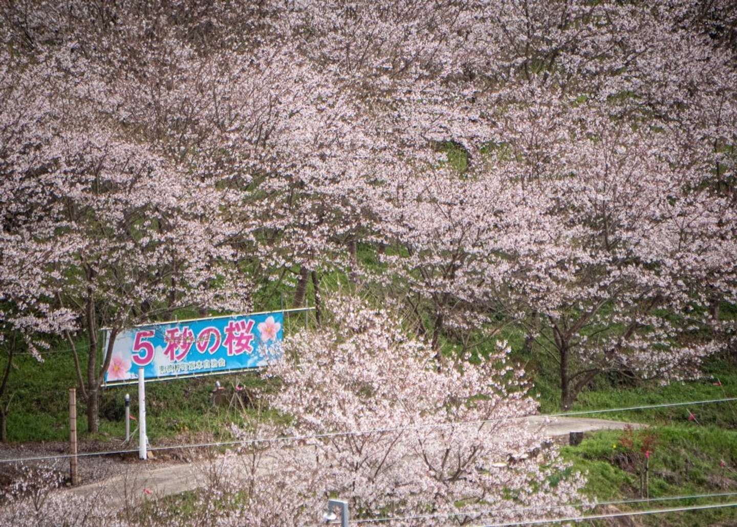 くめ まゆみ（＠okaziya）さんの投稿より