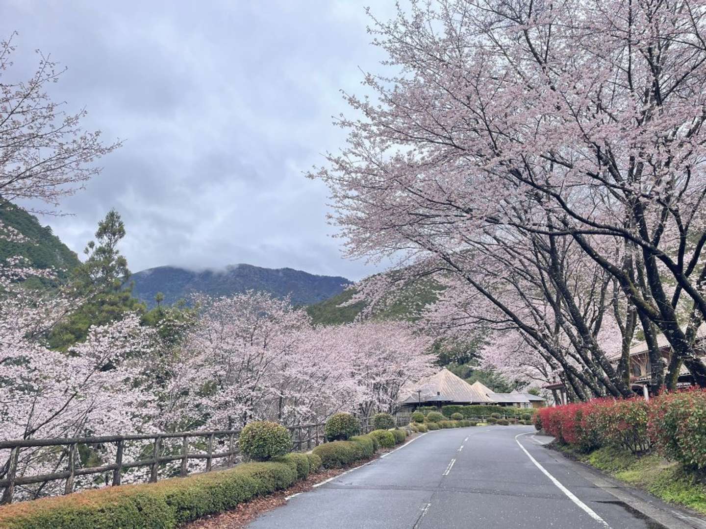 北山村観光協会の公式X（＠kitayamamura）の投稿より
