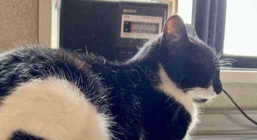 「こんなにかわいいものがこの世に存在するなんて」　奇跡の模様を持つ猫に12万人興奮