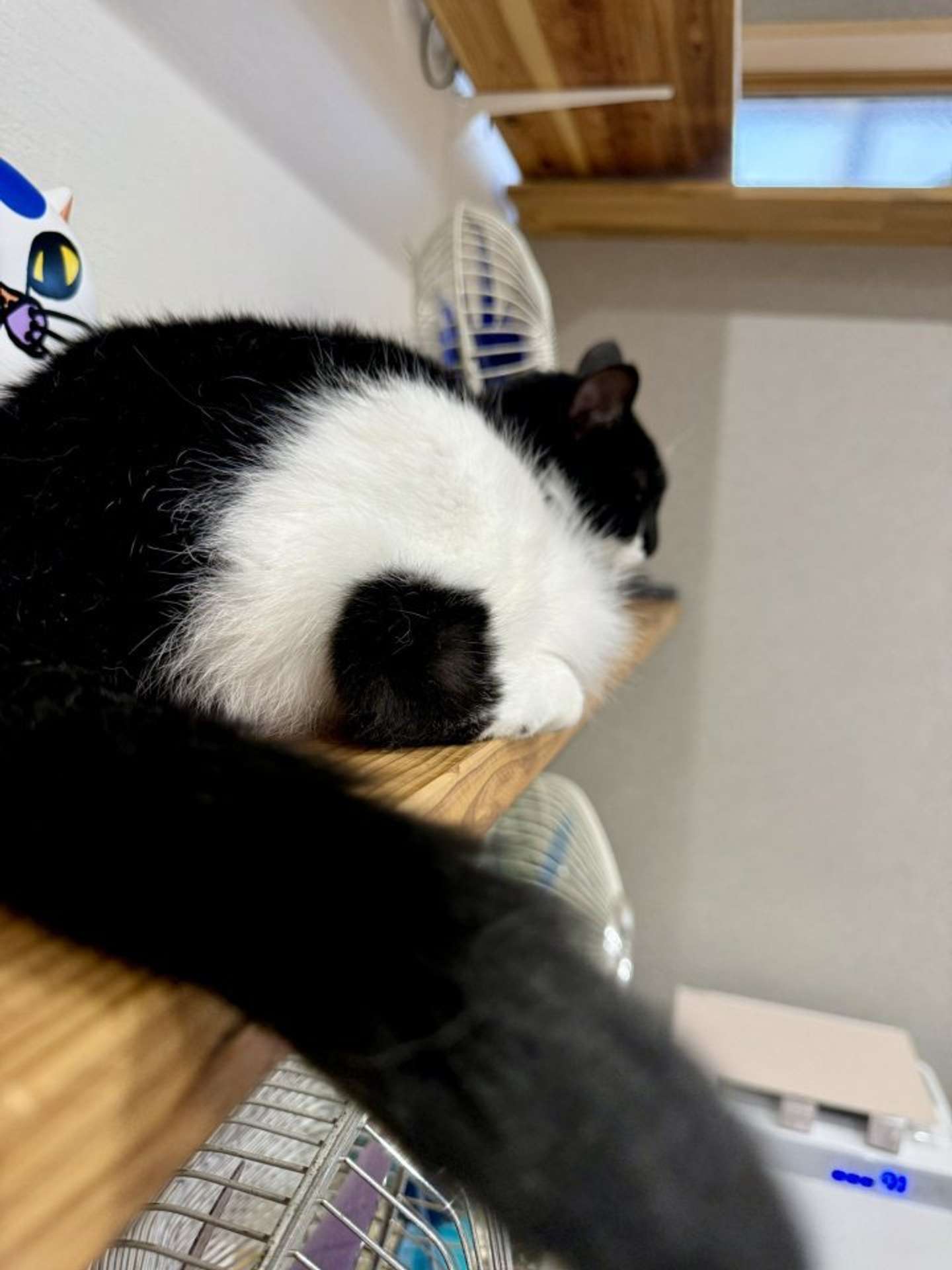 かかと部分が海苔　なみそ（＠omochi_nam01）さんの投稿より