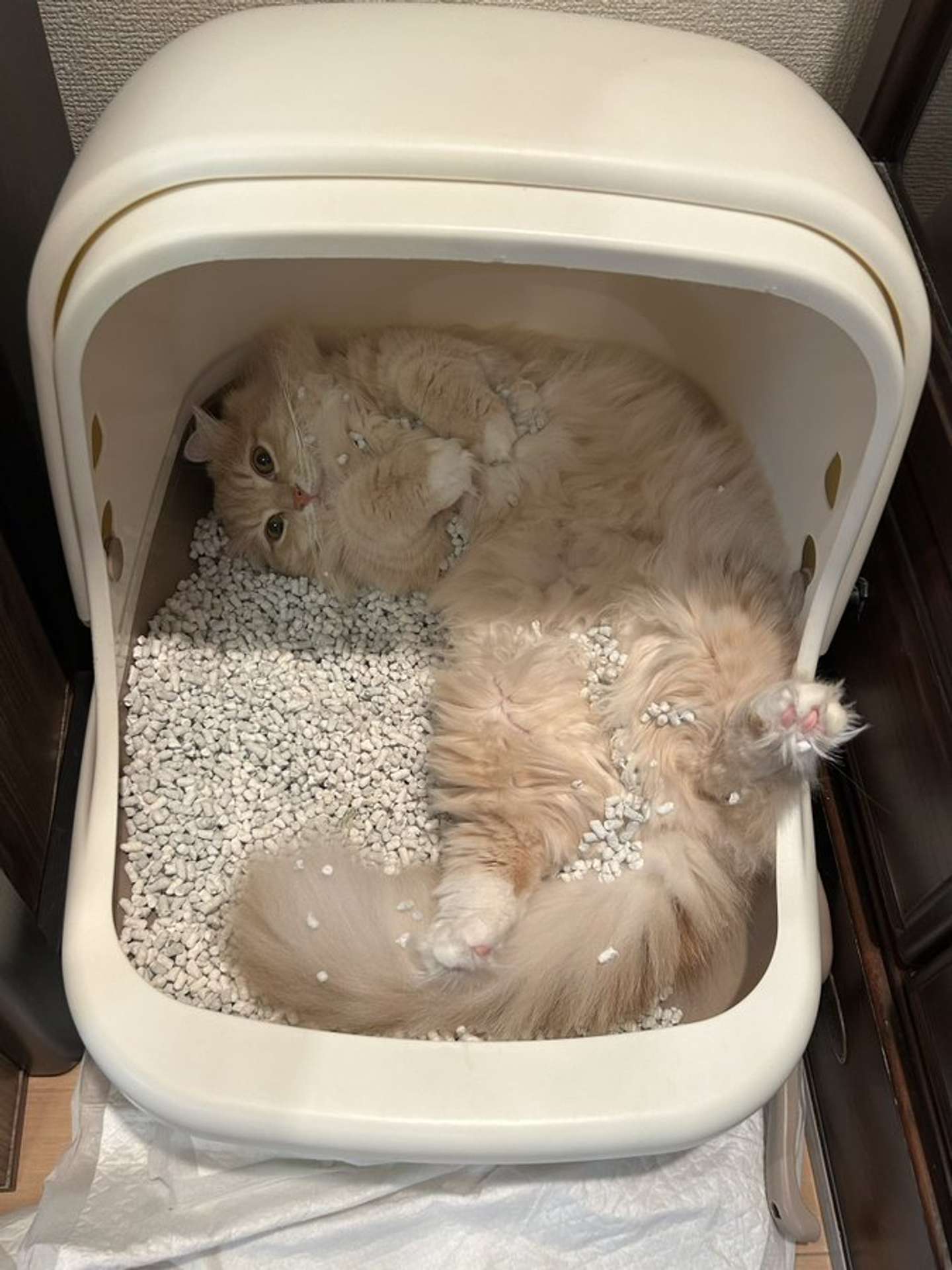 ちゃろこ（＠necole_cc22）さんの投稿より、再掲