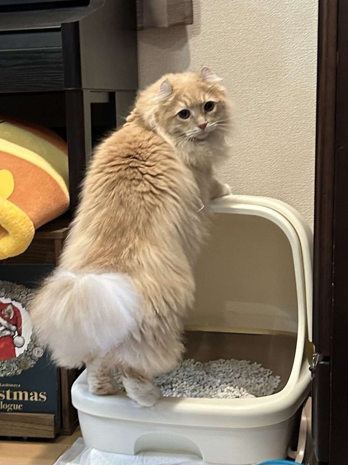 ちゃろこ（＠necole_cc22）さんの投稿より、別の間違え方