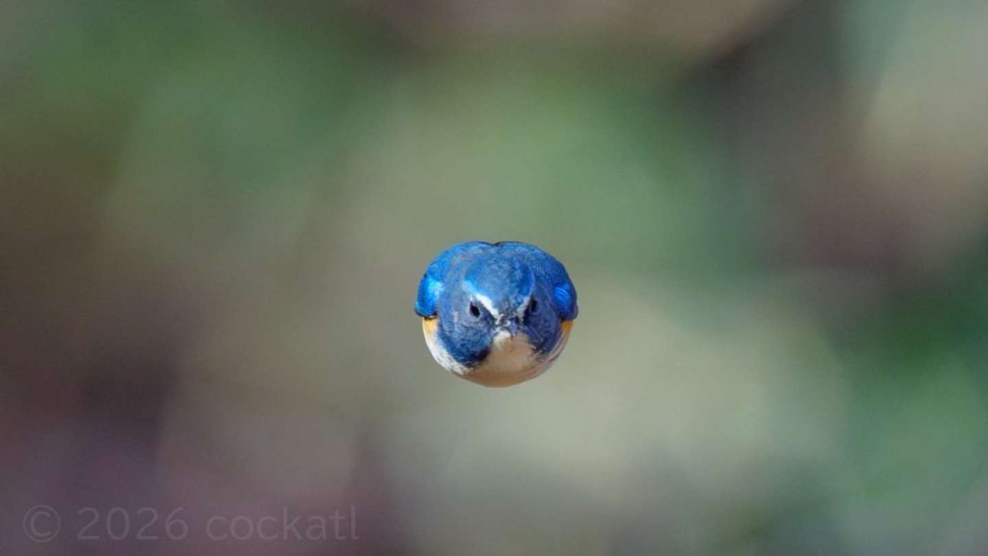 バードウォッチング中に現れた謎の球体