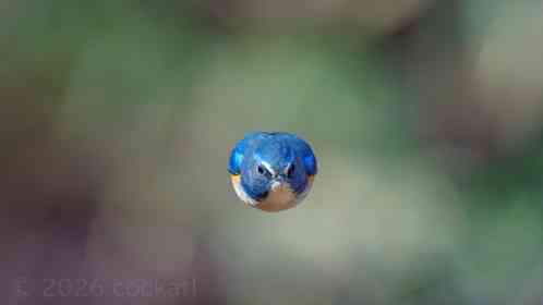 バードウォッチング中に〝浮遊する球体〟あらわる　激写された姿にSNS注目