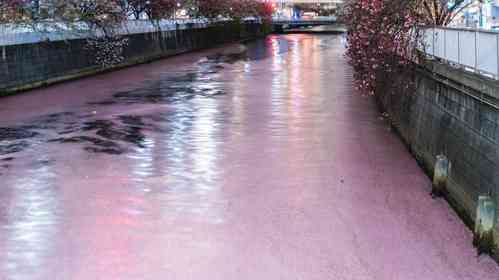 「夢の世界の川みたい」「正真正銘の桜川」　目黒川そめた巨大な〝花筏〟...大迫力の絶景に17万人驚がく