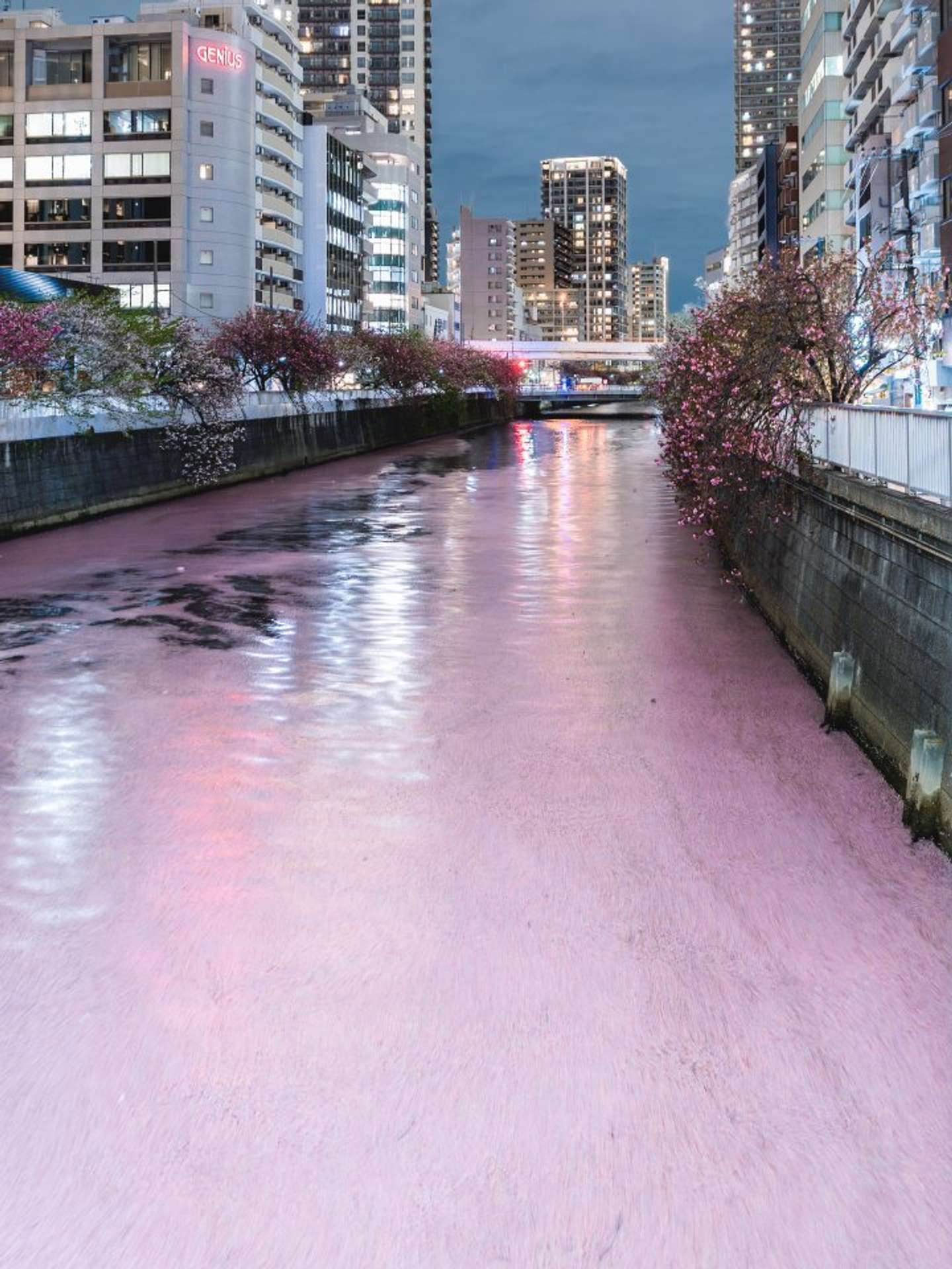 水が桜色になったみたい（画像はbird＠3m1ekさんの投稿より）