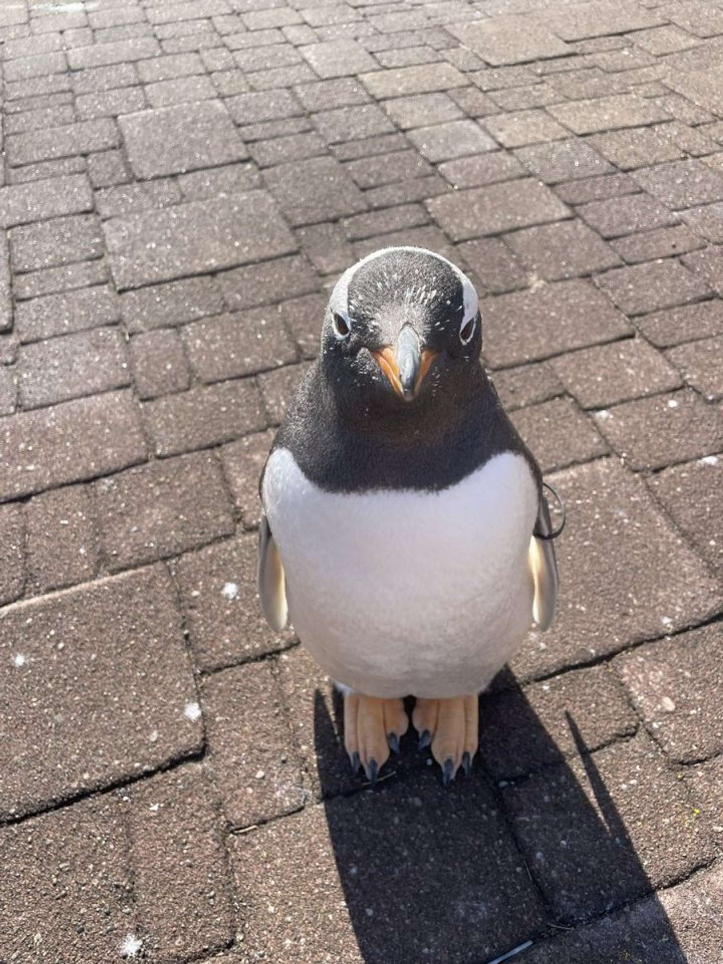 画像提供：登別マリンパークニクス