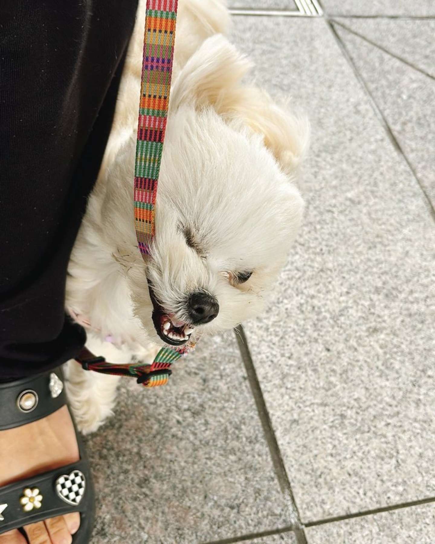 画像提供：おこめ＠okomeisgoodgirlさん