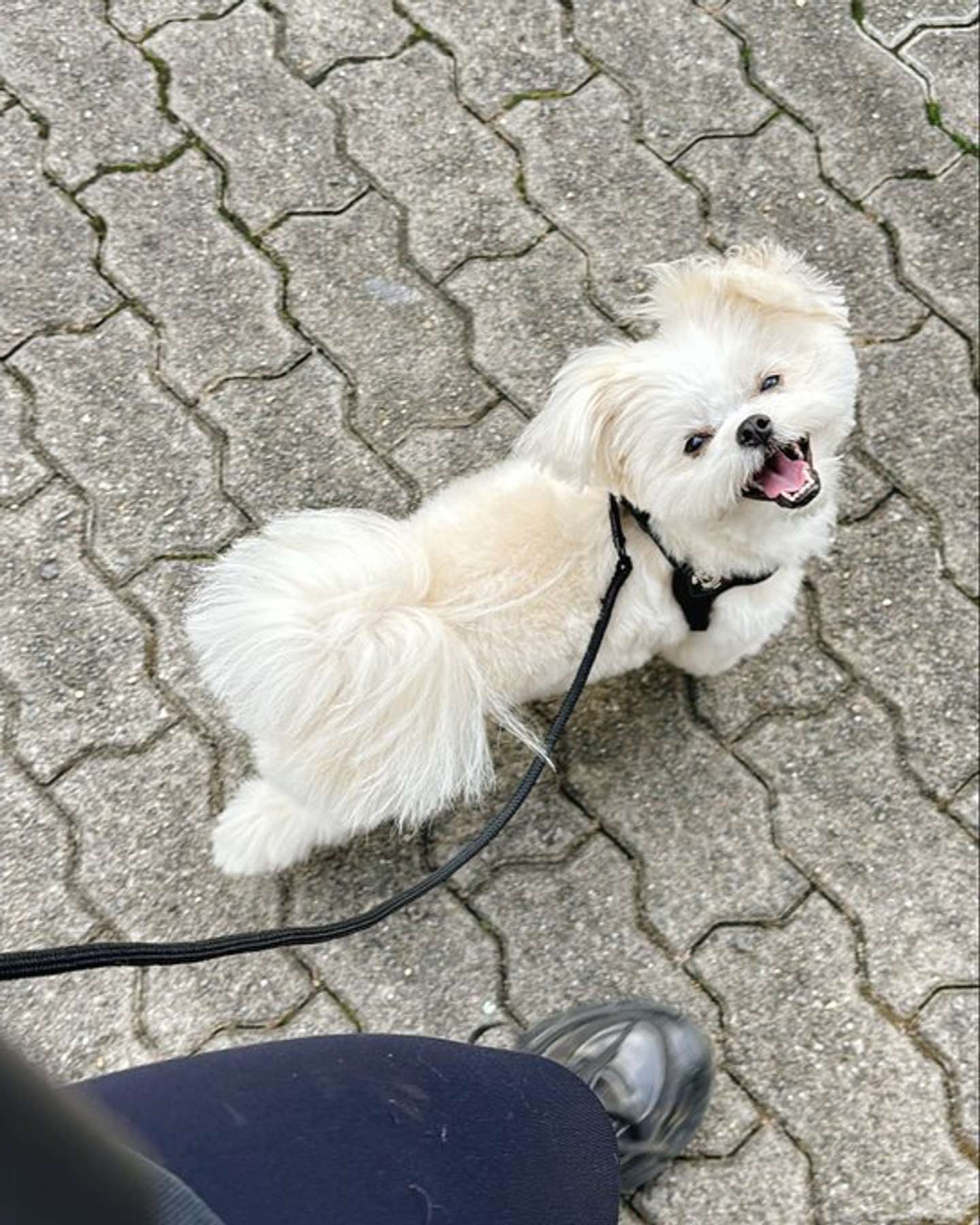 画像提供：おこめ＠okomeisgoodgirlさん