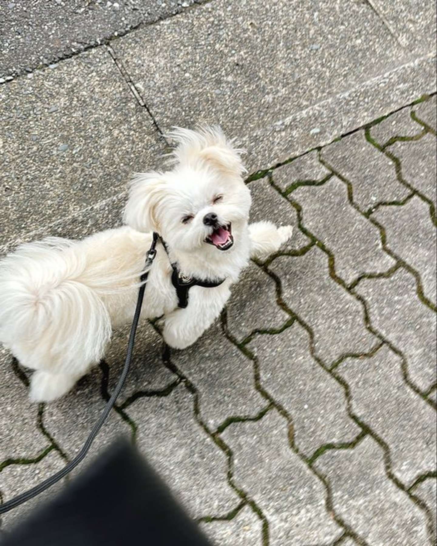 画像提供：おこめ＠okomeisgoodgirlさん