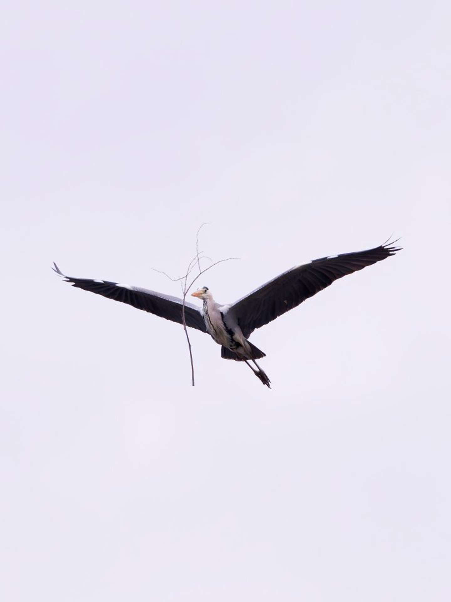 なんかついてる（画像はしうぽーにゅ＠kazantotakiさんの投稿より）