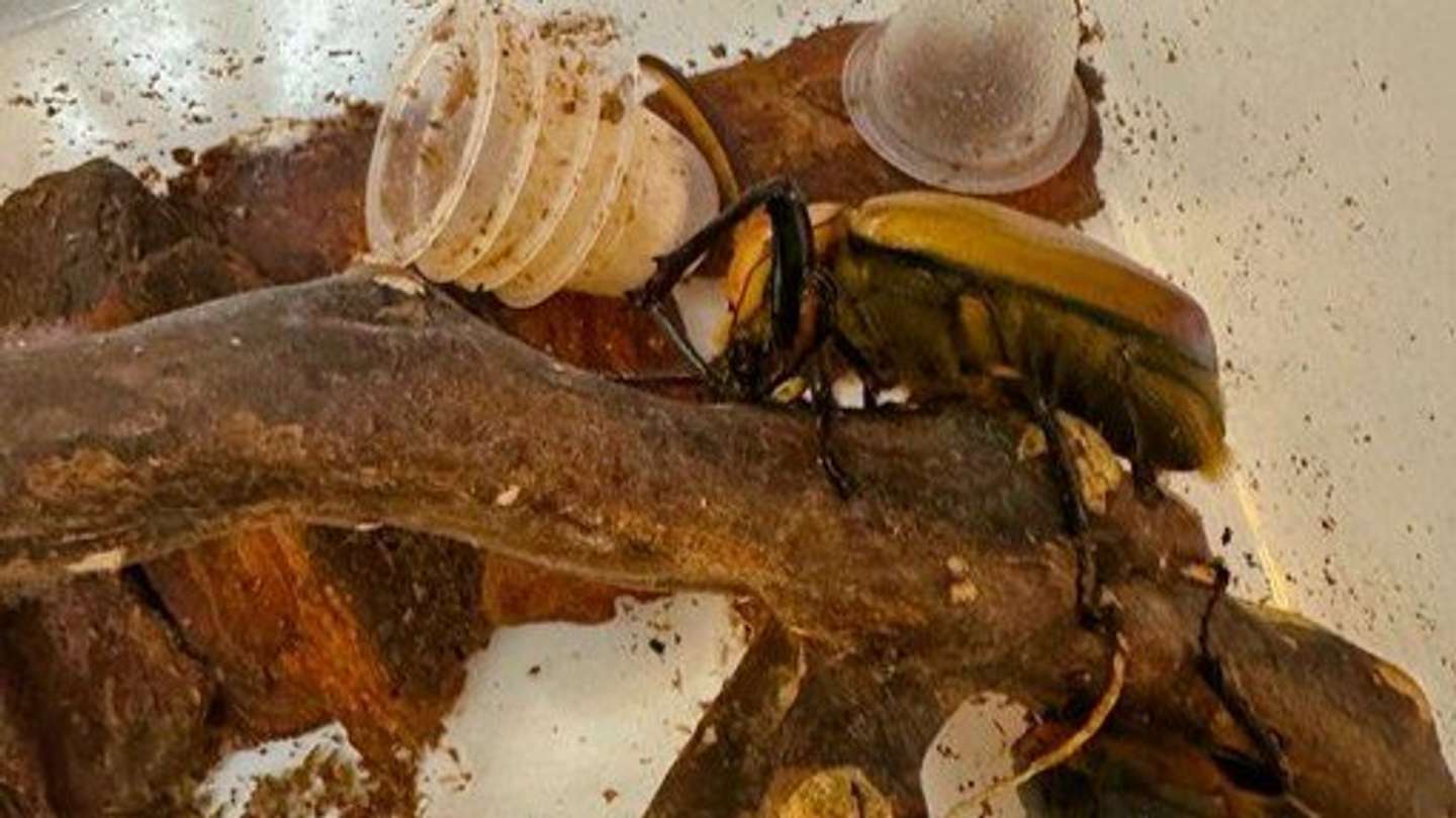 カブトムシの行儀良い行動が話題に
