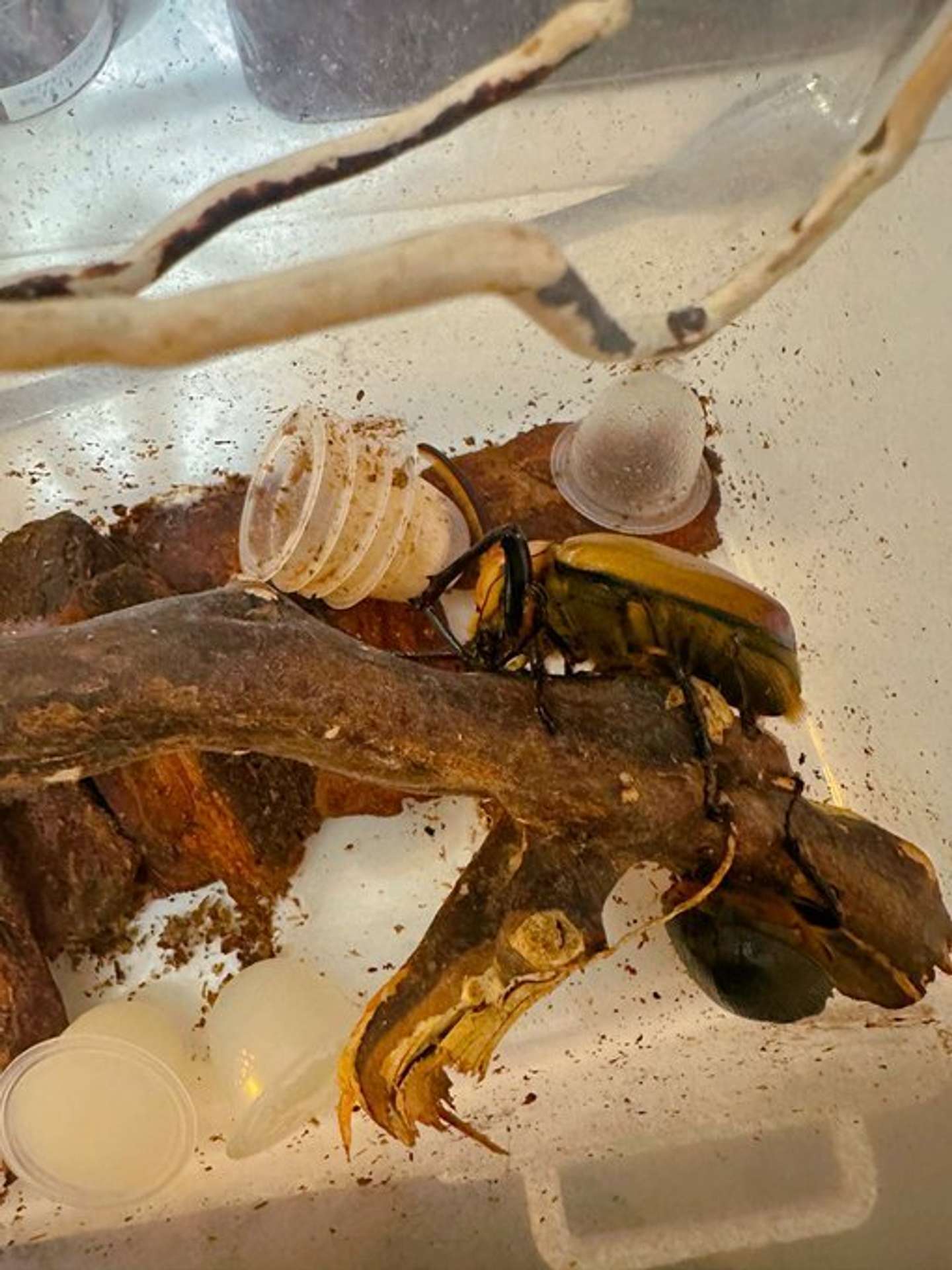 画像提供：さとぴ（＠mushimushi_com）さん