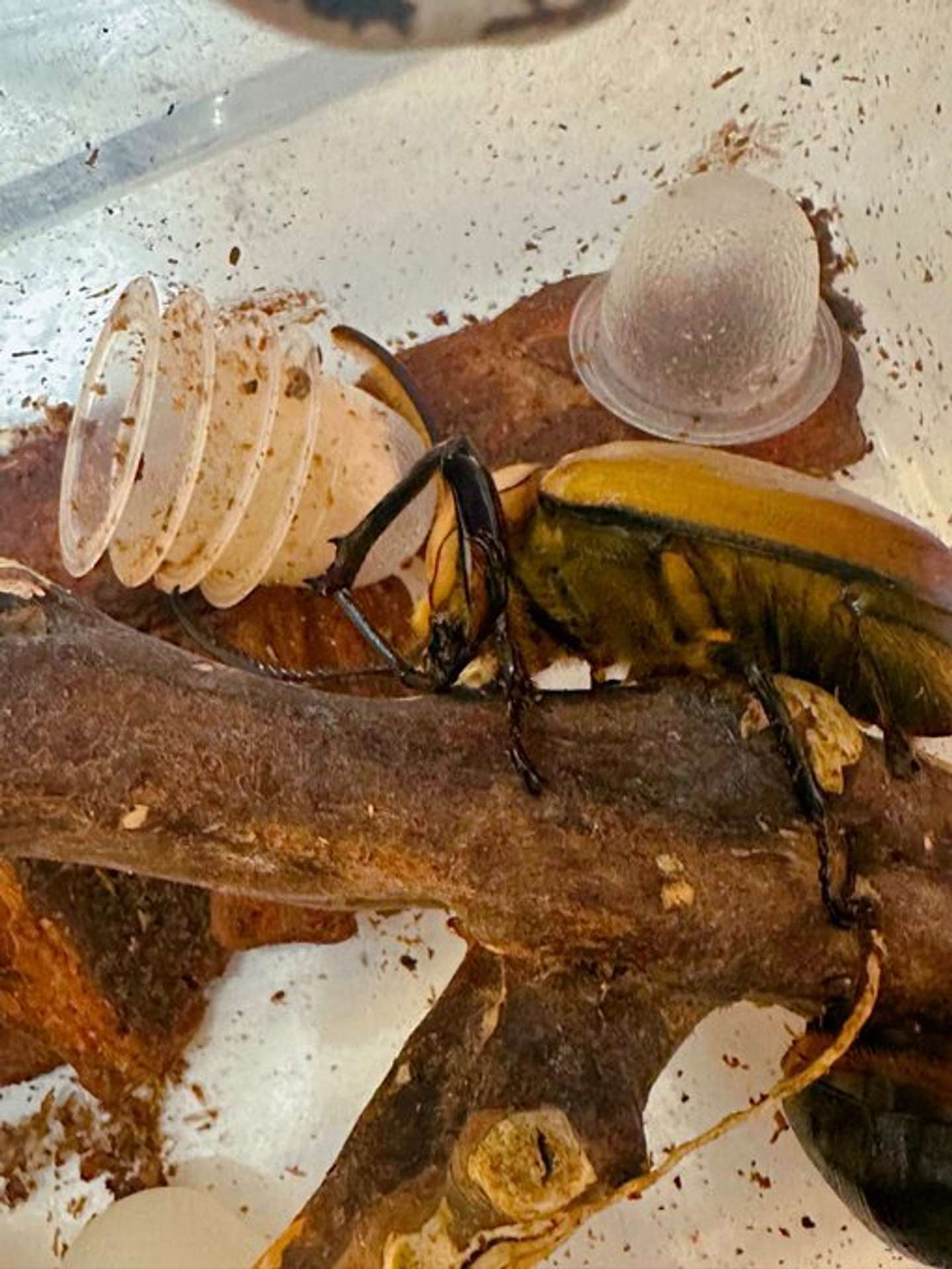 画像提供：さとぴ（＠mushimushi_com）さん
