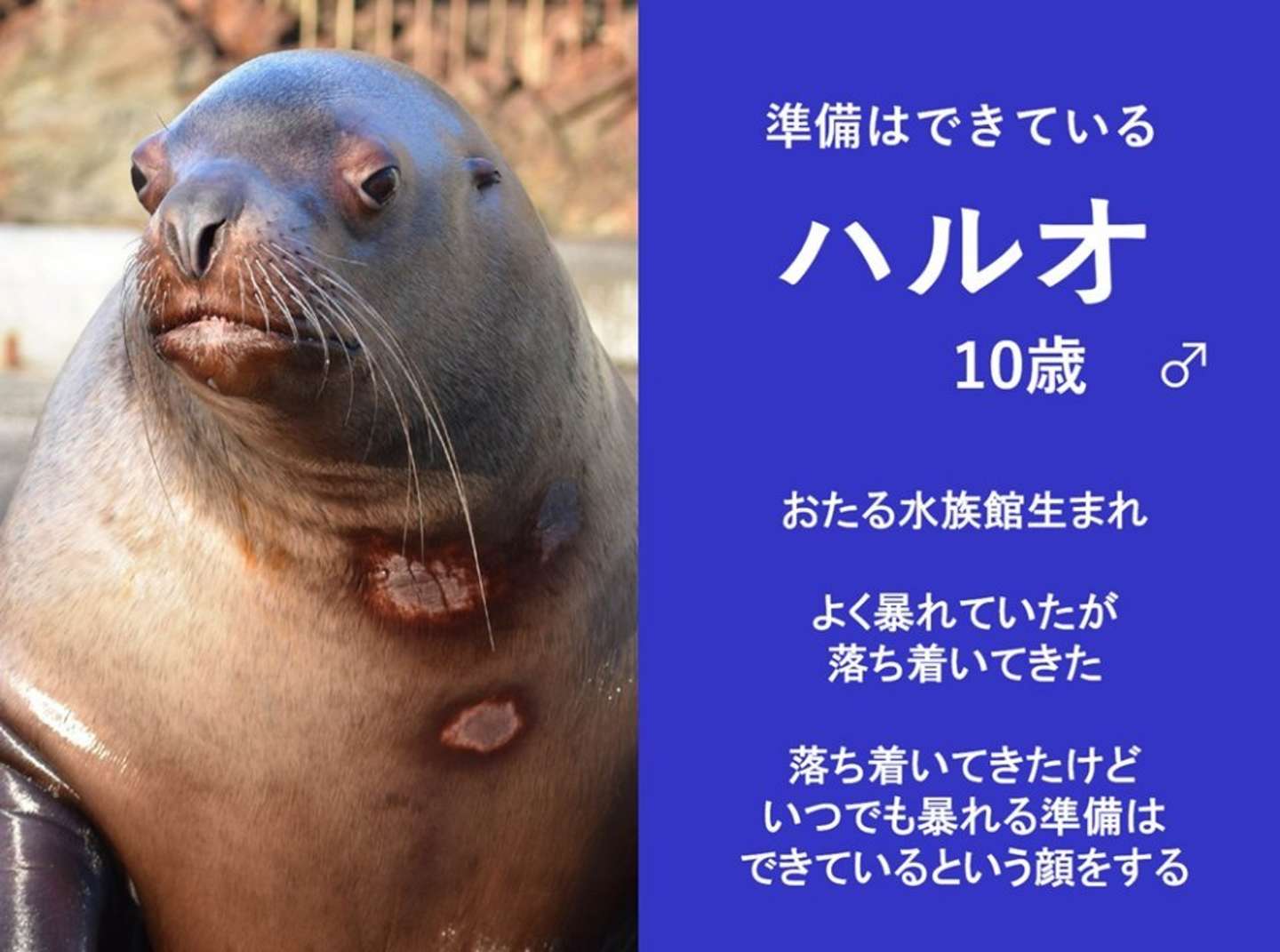 いつでもいけるそうです（画像提供：おたる水族館）