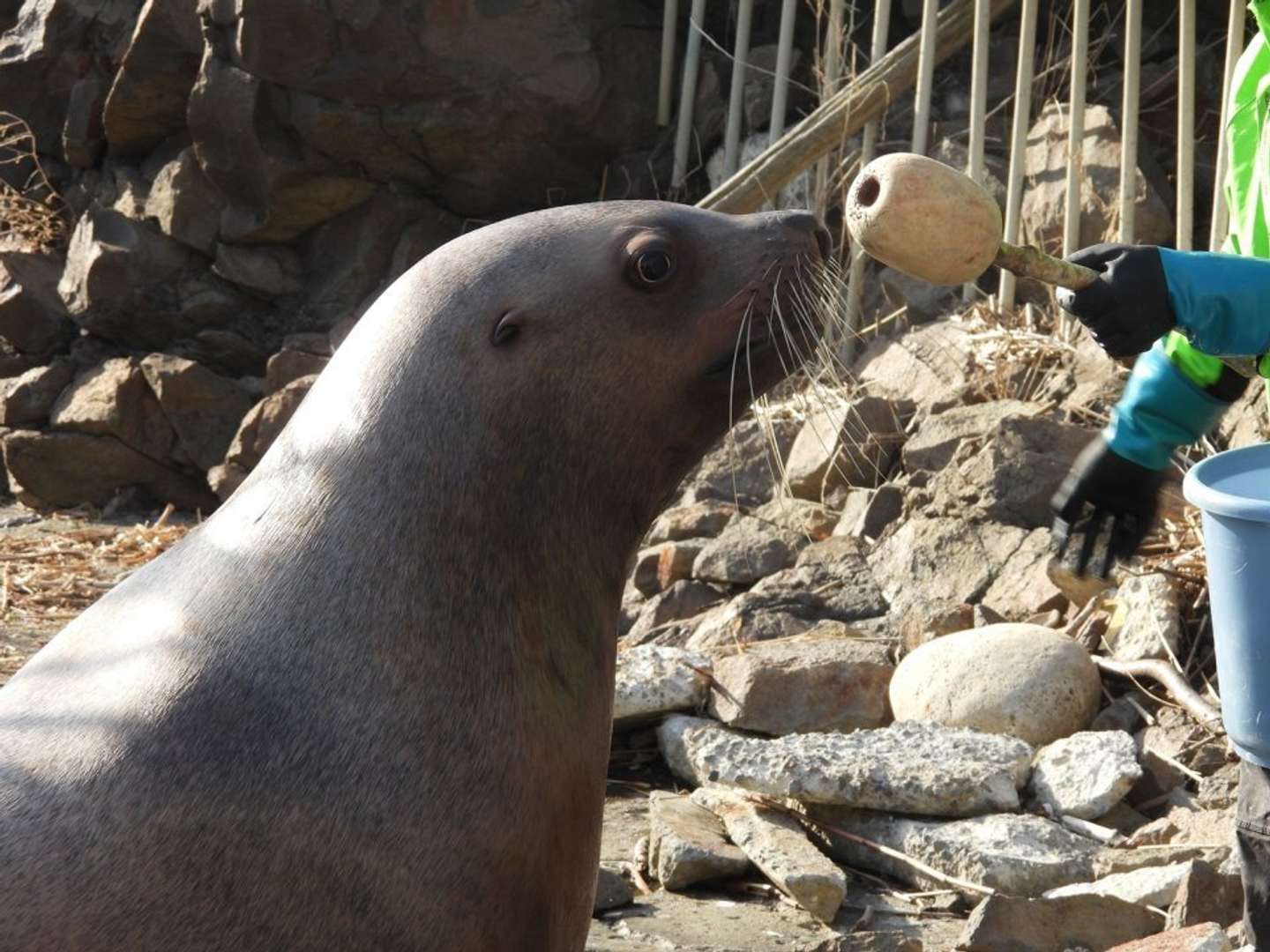 短気な性格のハルオ氏（画像提供：おたる水族館）