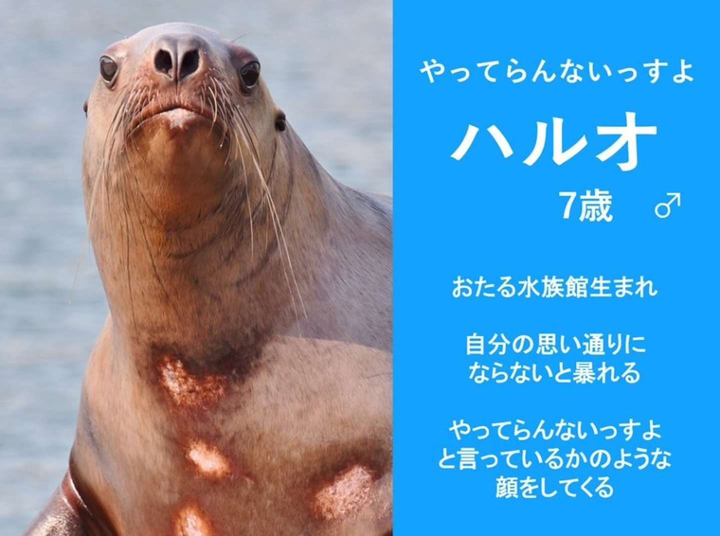 3年前の紹介文（画像提供：おたる水族館）