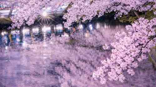 青森・弘前さくらまつりの夜桜が誘う〝幽玄の世界〟　幻想的絶景に1.3万人感激