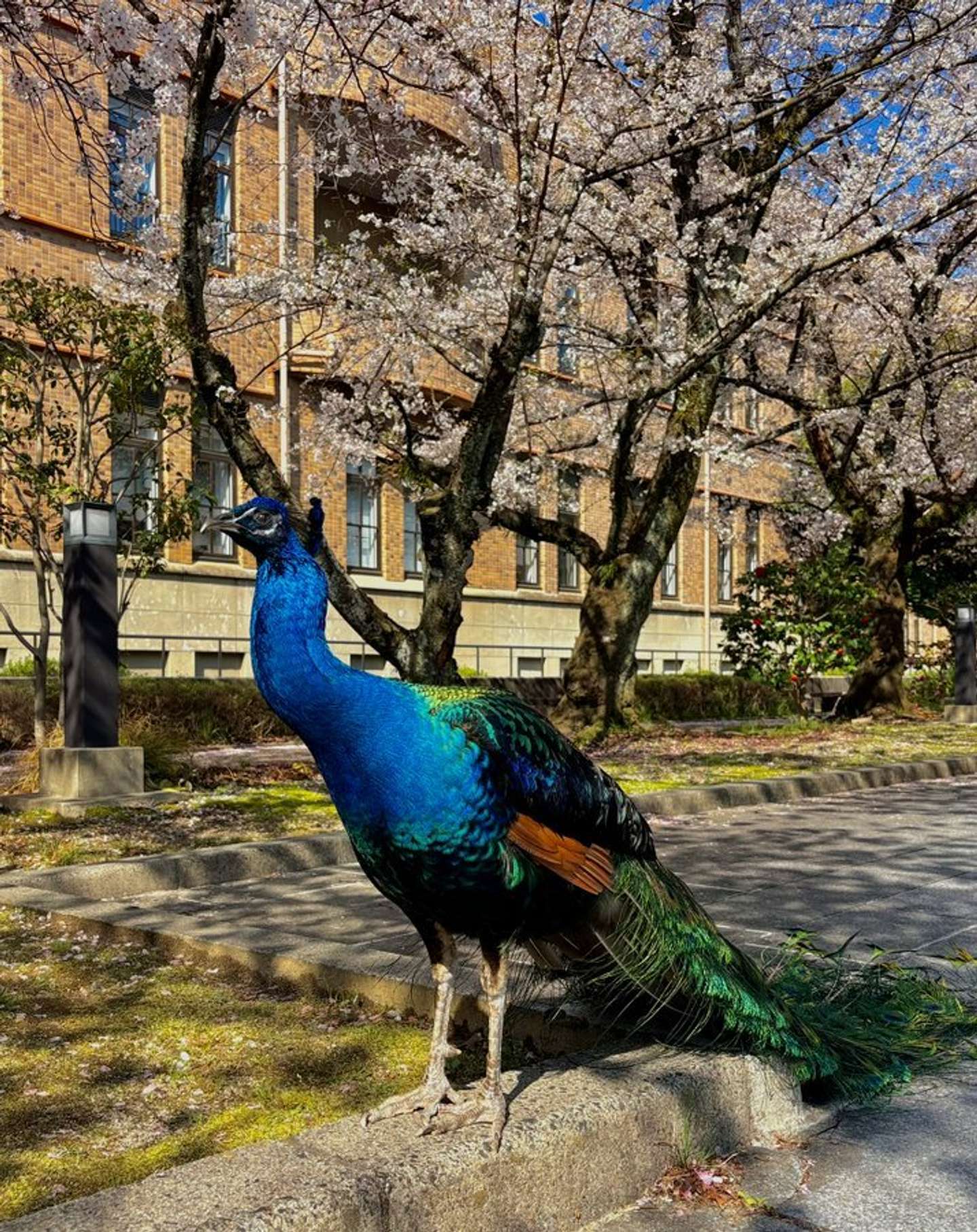 京都大学クジャク同好会（＠KU_peacock）の投稿より