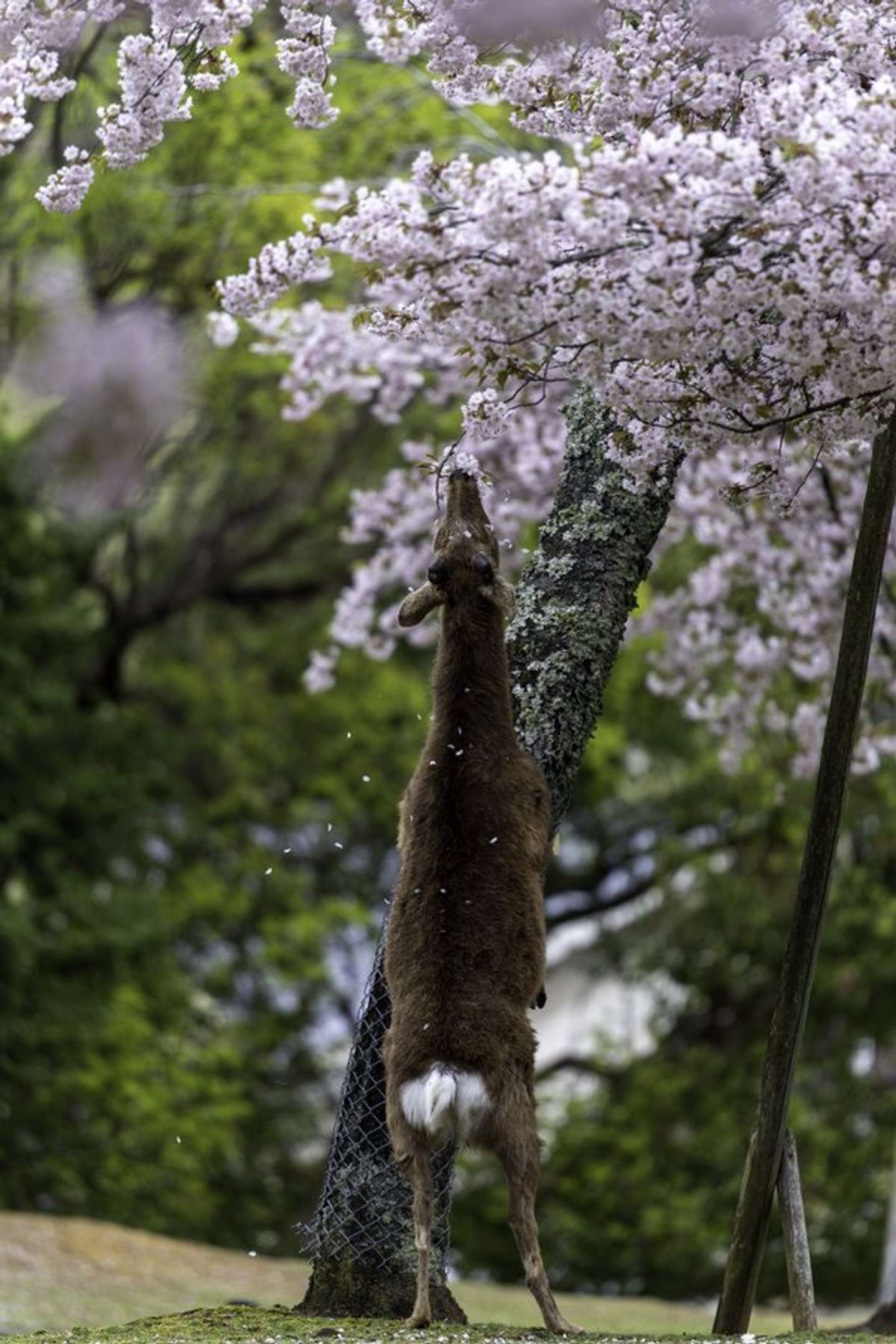 しん（＠shinseyes）さんの投稿より、再掲