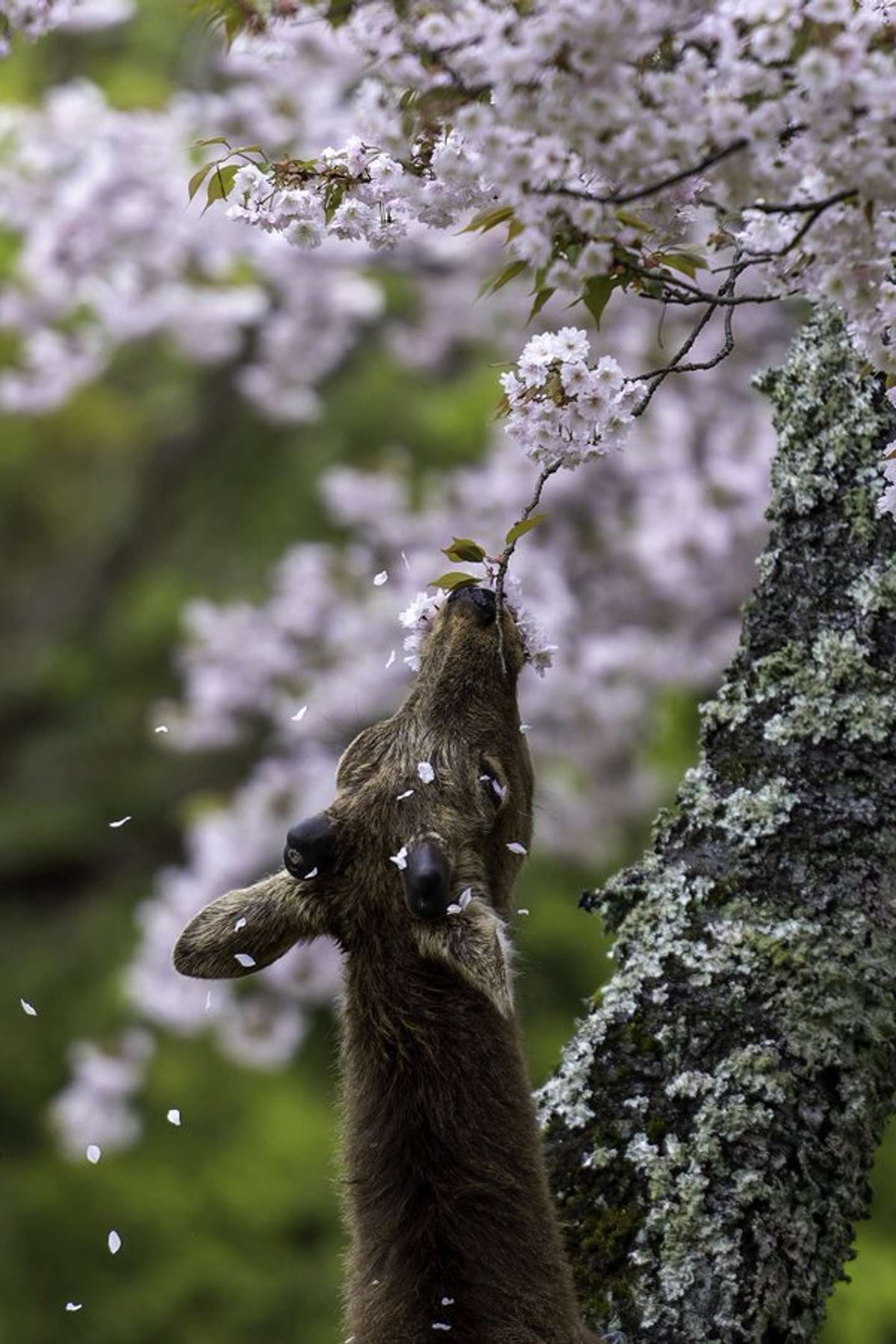 しん（＠shinseyes）さんの投稿より