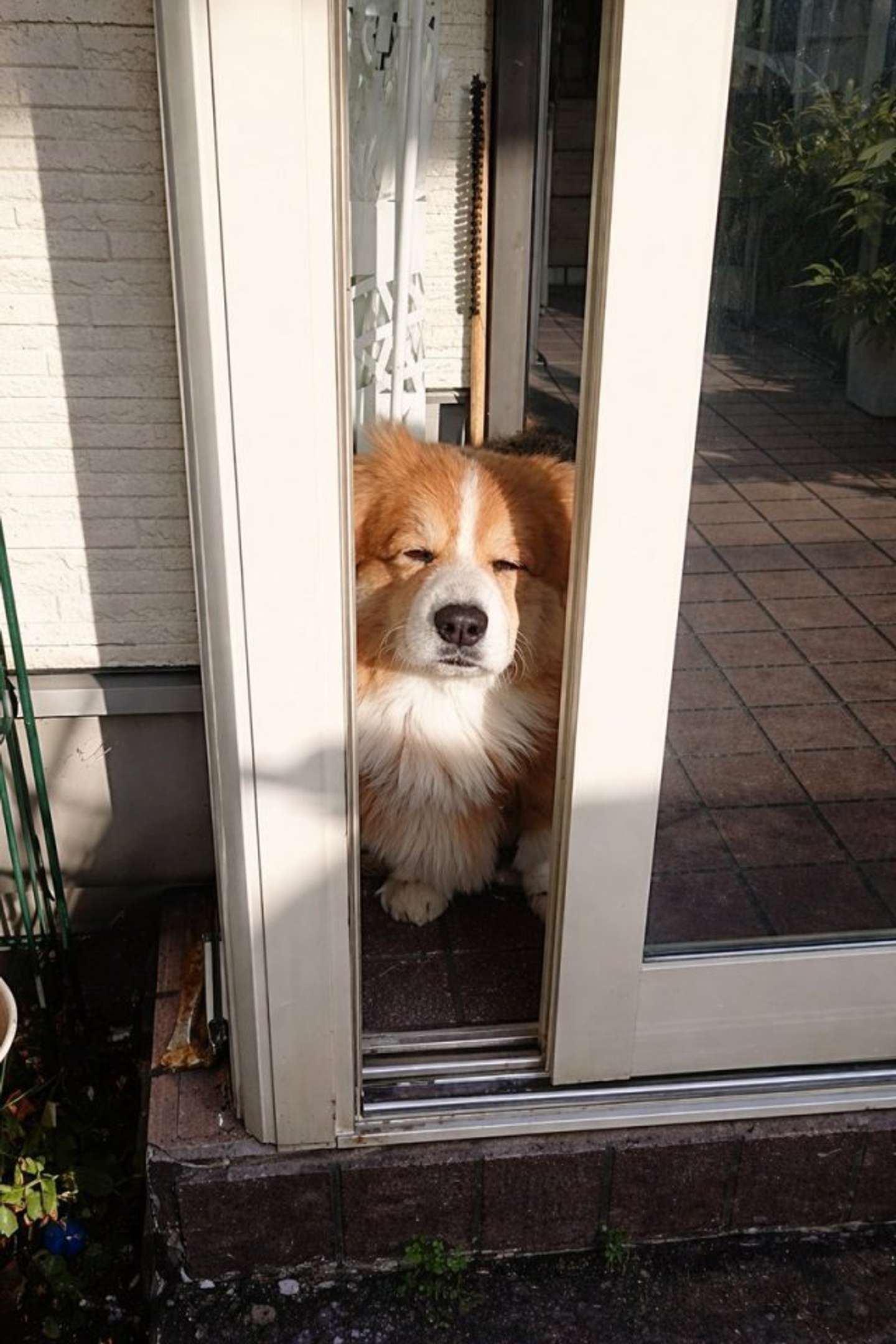 サスケ(フラッフィーコーギー)＠104sskさんの投稿より