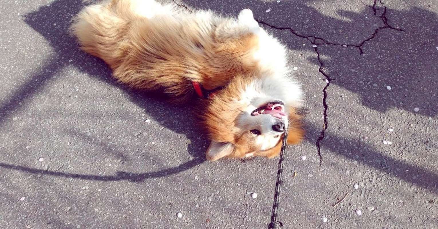 サスケ(フラッフィーコーギー)＠104sskさんの投稿より