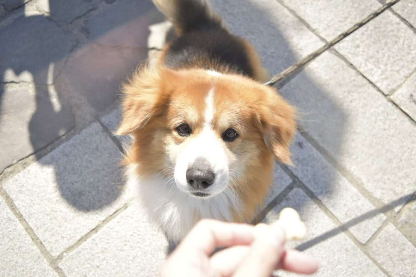 サスケ(フラッフィーコーギー)＠104sskさんの投稿より