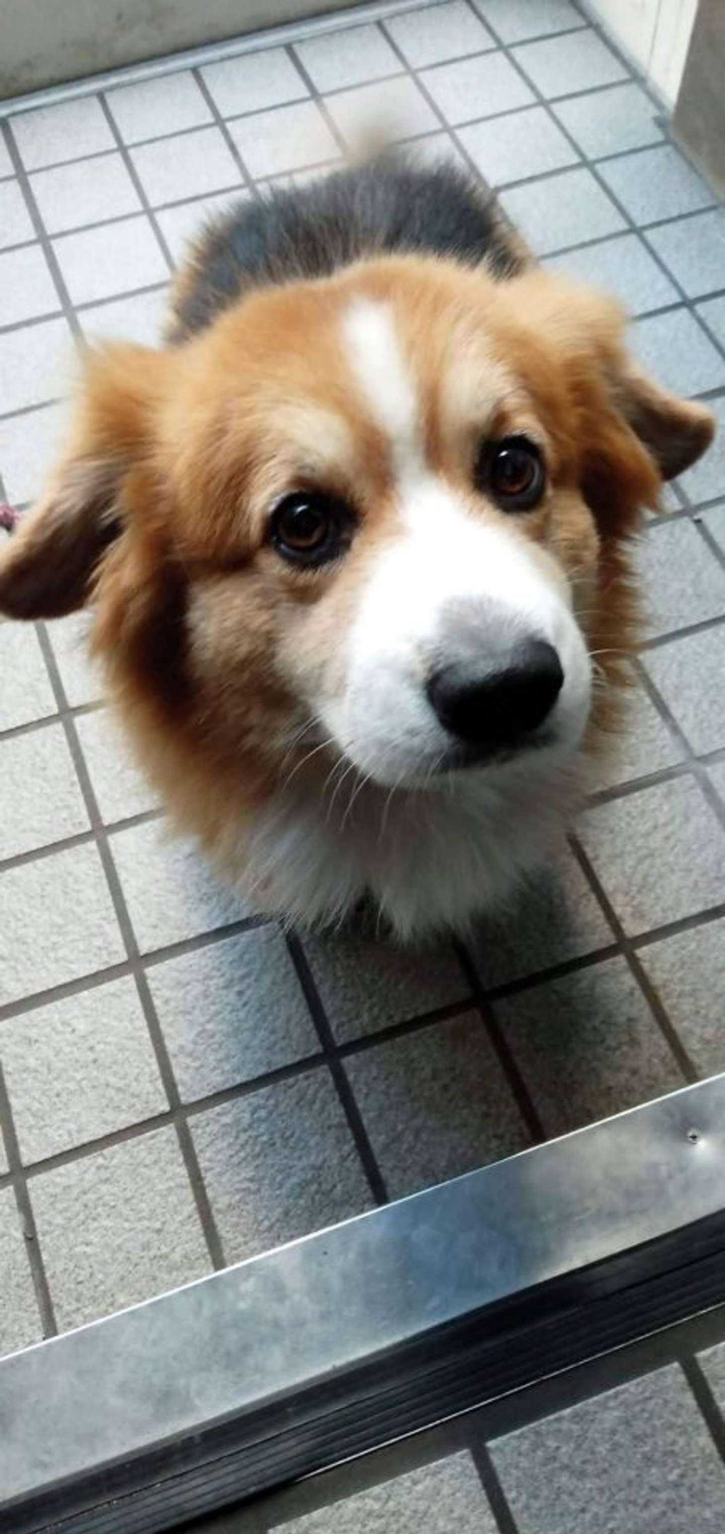 サスケ(フラッフィーコーギー)＠104sskさんの投稿より