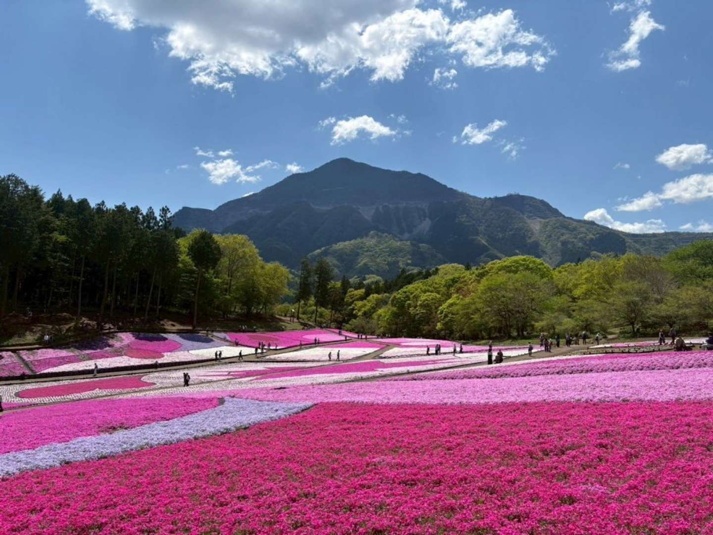 秩父市観光課公式X（＠chichibukanko）より、4月16日の芝桜の丘