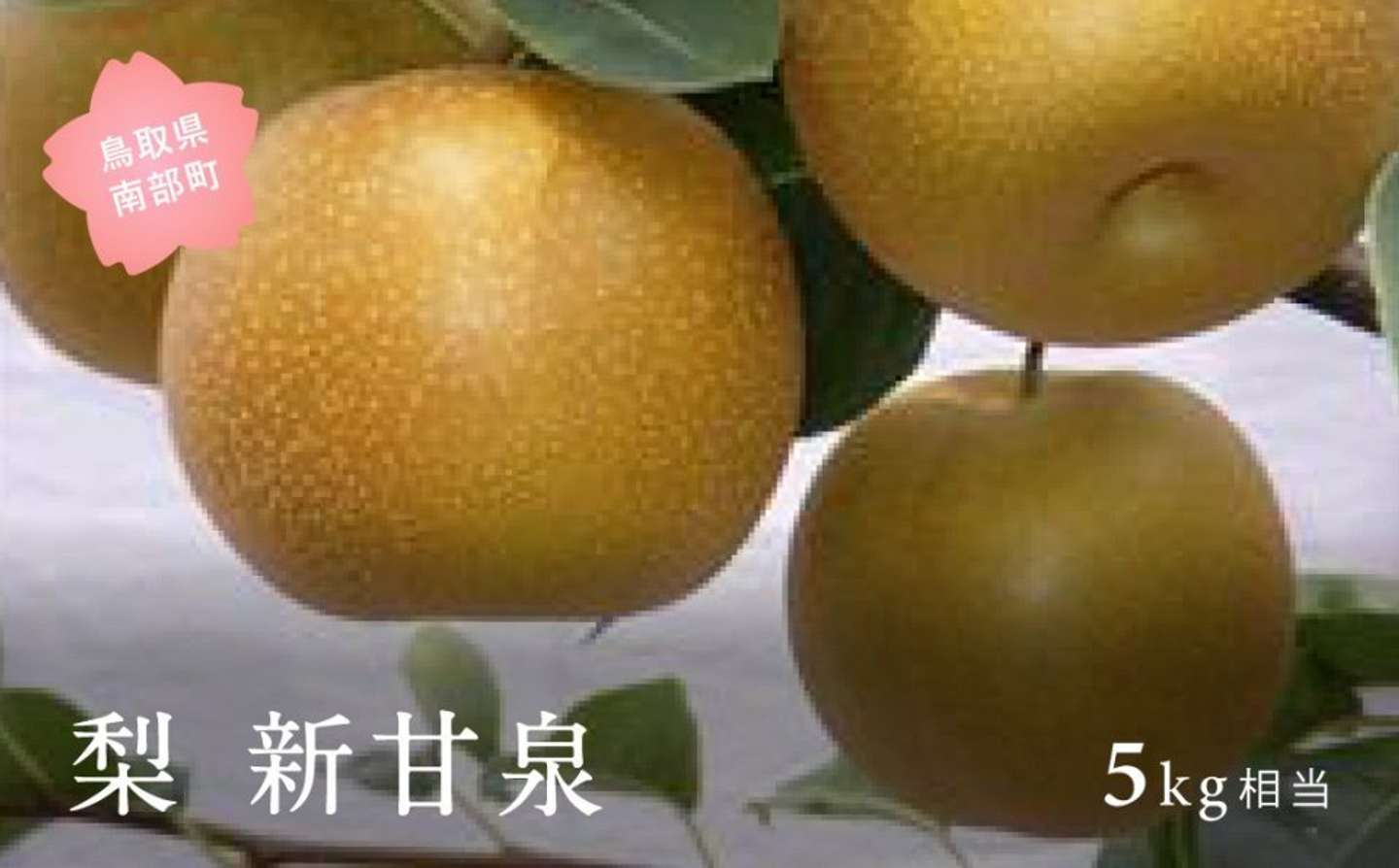 鳥取県 南部町「新甘泉［梨］（5kg箱）」17000円（ふるさとチョイスより）